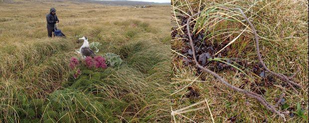 Jo Hiscock in the wandering albatross study area, and squid beaks and a piece of rope regurgitated by an albatross chick