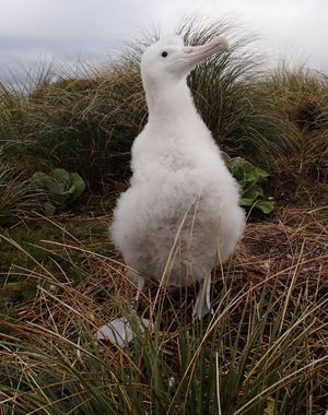 Wandering albatross chick