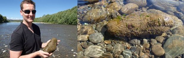mark Heath at the Hutt River holding a river stone that is covered in green algae, diatoms and several blobs of toxic algae