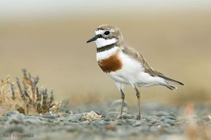 Banded dotterel by Neil Fiztgerald