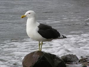 Black backed gull by Tony Wills CC