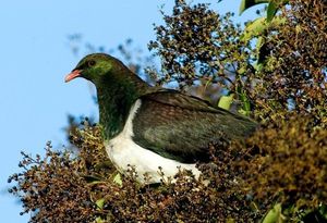 Kereru by Maungatautari Ecological Island Trust