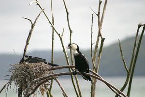 LIttle Shag by Alan Vernon CC