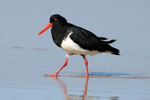 Oystercatcher by Glen Fergus CC