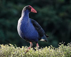 Pukeko by Sid Modsell CC