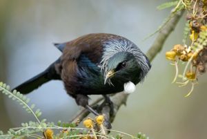 Tui by Craig McKenzie