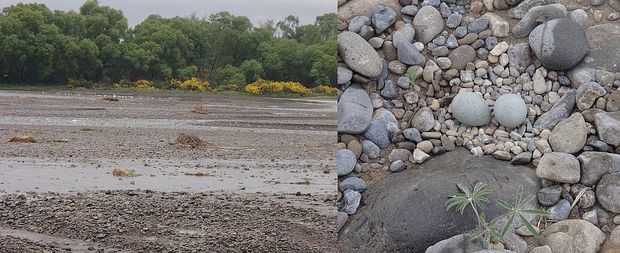 Black-fronted tern and black-billed gull colony on the Ashley, and wrybill eggs and nest