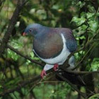 Kereru