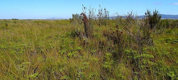 Kopuatai peat bog