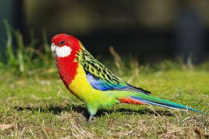 Eastern rosella by JJ Harrison CC BY SA