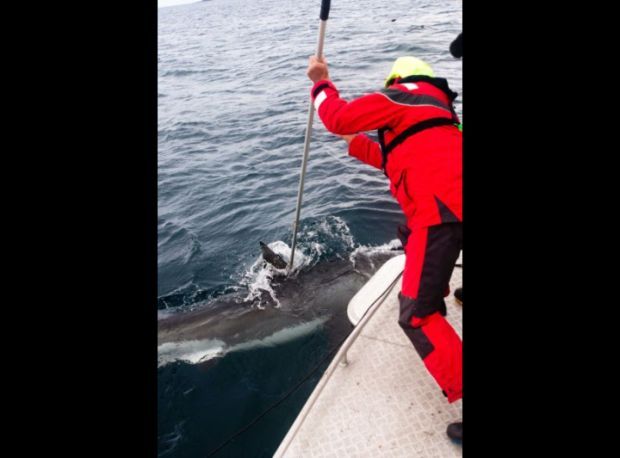 Stewart Island W Lyon with canvas