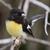 Tomtit public domain