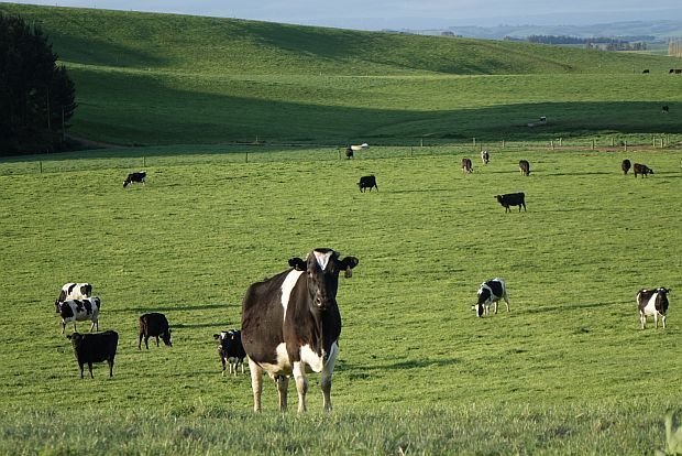 A dairy farm