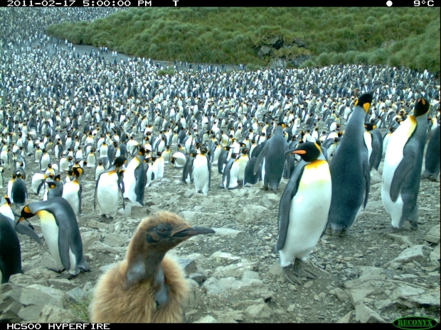 Penguin Watch