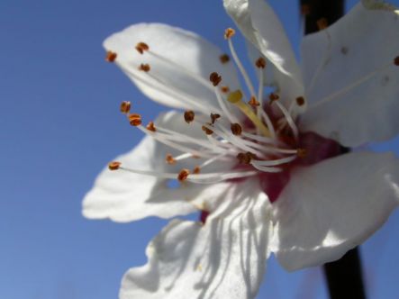 apricot blossom