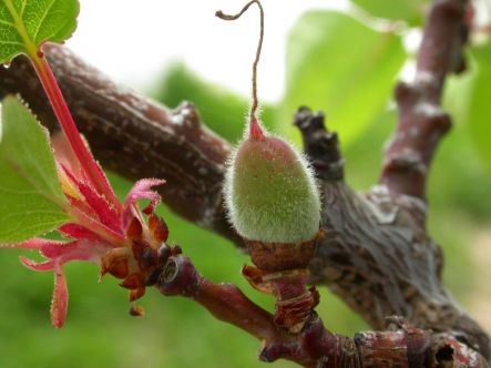 apricot fruitlet