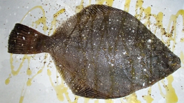 Flounder