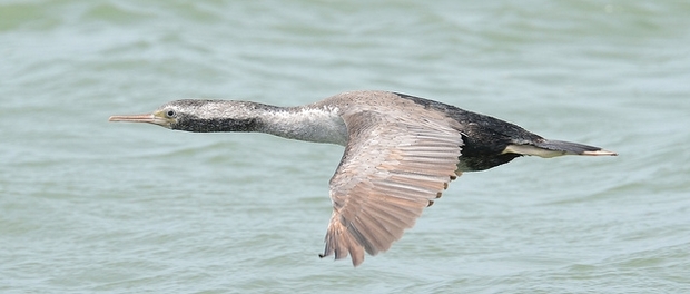 Spotted shag by Ben