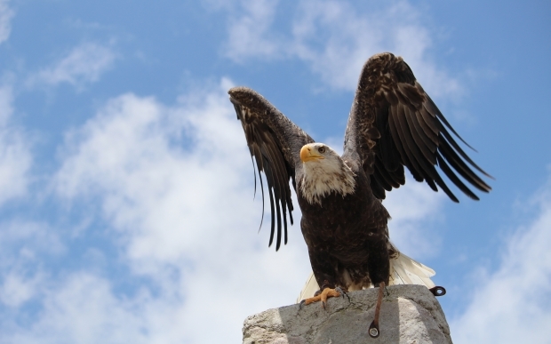 Bald Eagle