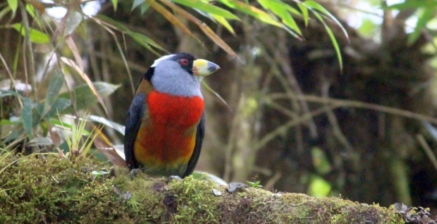 Toucan Barbet