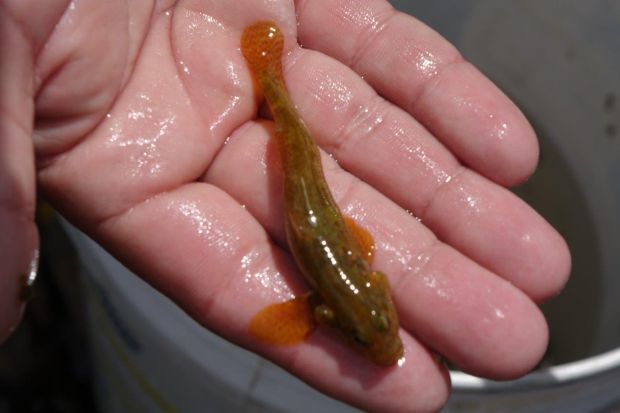 A young brown trout