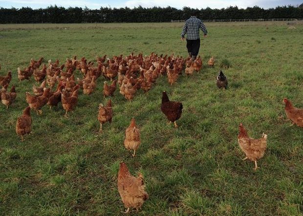 jono chickens walking