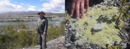 Chris Woolmore and black-fronted tern colony in upper Ohau River, and cushion plant