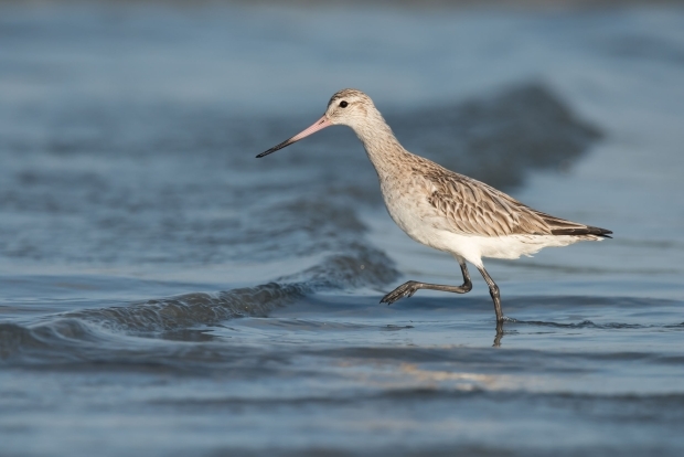 Godwit