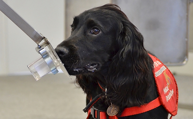 Med detection dogs Credit Emma Jeffery