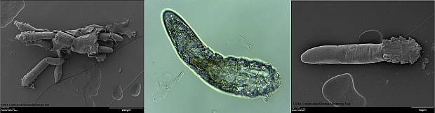 Face mites