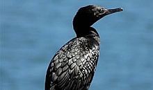 Little black shag