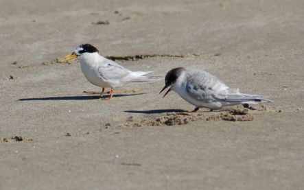 Fairy tern