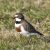 Banded Dotteral photo by Andrew flickr