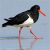 oystercatcher