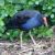 Pukeko