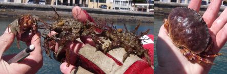 Hermit crabs, decorator crabs and a piecrust crab