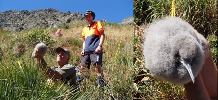 Huttons shearwater chick in the Kowhai River colony