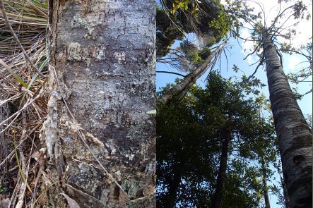 Signs of kauri dieback disease - gumosis at the base of the trunk and a dead canopy